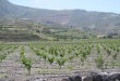 A vineyard on Santorini